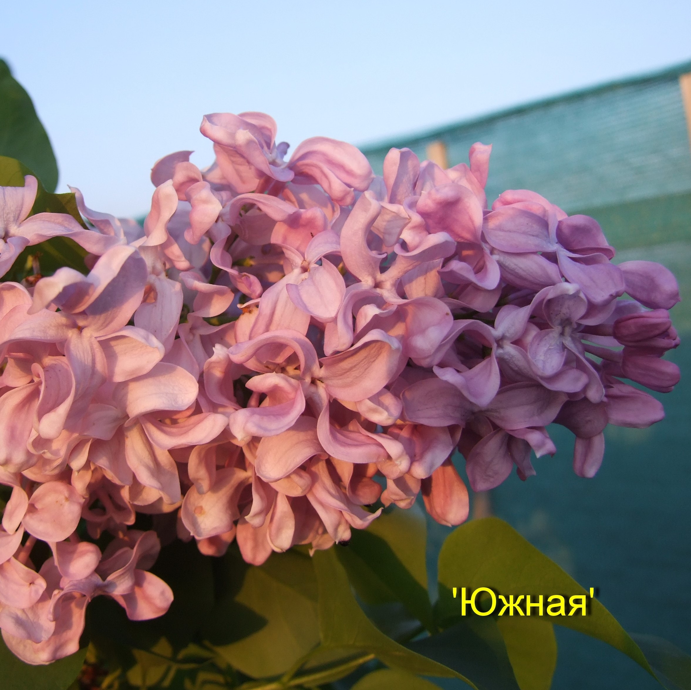 Сирень обыкновенная Южная